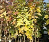 Клён Фримана Селебрейшн (Acer x freemanii 'Celebration') (Цельзам)