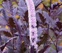 Клопогон ветвистый Атропурпуреа (Actaea ramosa 'Atropurpurea')