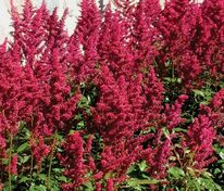 Астильба Арендса Бургунди Ред (Astilbe x arendsii 'Burgundy Red')