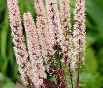 Клопогон ветвистый Пинк Спайк (Actaea ramosa 'Pink Spike')