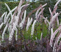 Клопогон кистевидный (Actaea racemosa)