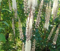Клопогон японский Сильвер Данс (Actaea japonica 'Silver Dance')