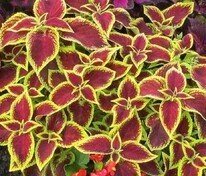 Колеус Блюма (Coleus blumei) в ассортименте