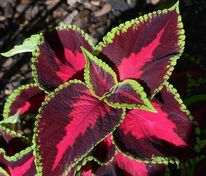 Колеус (Coleus) в ассортименте