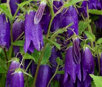 Колокольчик Сарастро (Campanula 'Sarastro')