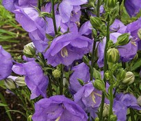 Колокольчик Азур Бьюти (Campanula 'Azure Beauty')