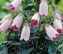 Колокольчик Хот Липс (Campanula 'Hot Lips')