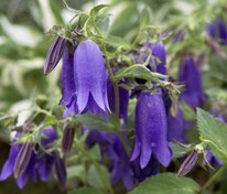 Колокольчик Кент Бель (Campanula 'Kent Belle')