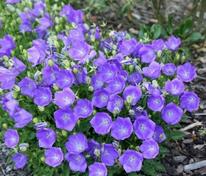 Колокольчик карпатский Блю Клипс (Campanula carpatica 'Blue Clips')