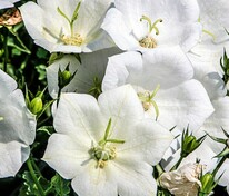 Колокольчик карпатский Вайсс Клипс (Campanula carpatica 'Weisse Clips')