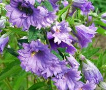 Колокольчик крапиволистный Бернис (Campanula trachelium 'Bernice')