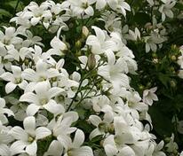 Колокольчик молочноцветковый Аваланш (Campanula lactiflora 'Avalanche')