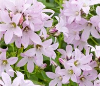 Колокольчик молочноцветковый Лоддон Анна (Campanula lactiflora 'Loddon Anna')