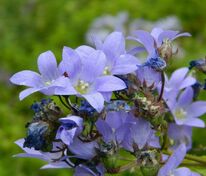 Колокольчик молочноцветковый Пуфф (Campanula lactiflora 'Pouffe')