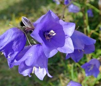 Колокольчик персиколистный (Campanula persicifolia)