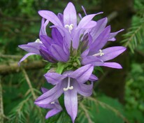 Колокольчик скученный (Campanula glomerata)