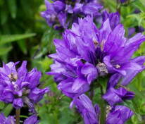 Колокольчик скученный Бельфлёр Блю (Campanula glomerata 'Bellefleur Blue')