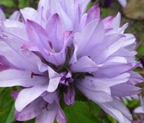 Колокольчик скученный Кэролайн (Campanula glomerata 'Caroline')