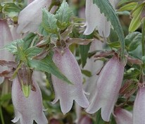 Колокольчик точечный Сильвер Беллс (Campanula punctata 'Silver Bells')