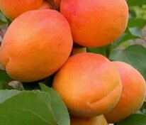 Абрикос Сеянец десертного (Prunus armeniaca 'Seyanetc desertnogo')