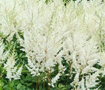 Астильба Арендса Диамант (Astilbe x arendsii 'Diamant')