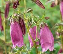 Колокольчик точечный Вайн энд Рубис (Campanula punctata 'Wine'n Rubies')