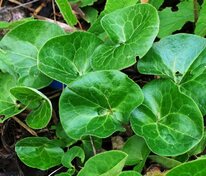 Копытень европейский (Asarum europaeum)