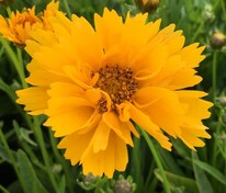 Кореопсис крупноцветковый (Coreopsis grandiflora)