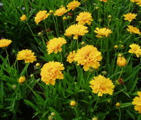 Кореопсис крупноцветковый Эрли Санрайз (Coreopsis grandiflora 'Early Sunrise')