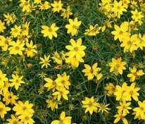 Кореопсис мутовчатый (Coreopsis verticillata)