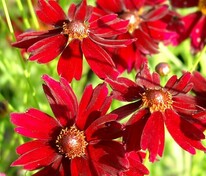 Кореопсис мутовчатый Руби Ред (Coreopsis verticillata 'Ruby Red')