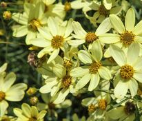 Кореопсис мутовчатый Мунбим (Coreopsis verticillata 'Moonbeam')