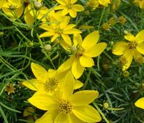 Кореопсис мутовчатый Загреб (Coreopsis verticillata 'Zagreb')