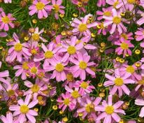 Кореопсис розовый Американ Дрим (Coreopsis rosea 'American Dream')