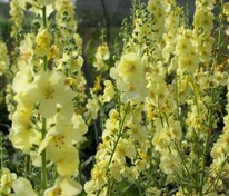 Коровяк Гейнсборо (Verbascum 'Gainsborough')