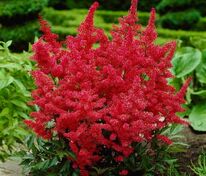Астильба Арендса Фанал (Astilbe x arendsii 'Fanal')