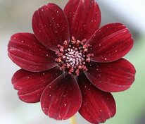 Космея кроваво-красная (Cosmos atrosanguineus)