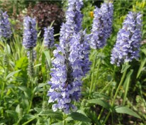 Котовник жилковатый (Nepeta nervosa)