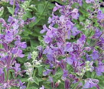Котовник Фассена (Nepeta x faassenii)
