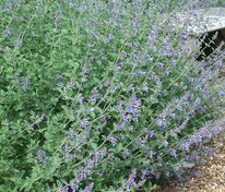 Котовник Фассена Лайт Блю (Nepeta x faassenii 'Light Blue')