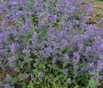 Котовник Фассена Сениор (Nepeta x faassenii 'Senior')