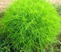 Кохия веничная Трихофилла (Bassia scoparia 'Trichophylla') зеленый