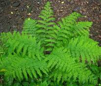 Кочедыжник женский (Athyrium filix-femina)