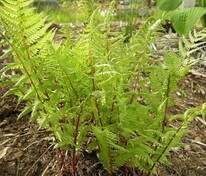 Кочедыжник женский Леди ин Ред (Athyrium filix-femina 'Lady in Red')