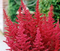 Астильба Арендса Гранат (Astilbe x arendsii 'Granat')