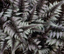 Кочедыжник ниппонский Бургунди Лейс (Athyrium niponicum 'Burgundy Lace')