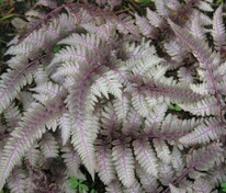 Кочедыжник ниппонский Пьютер Лейс (Athyrium niponicum 'Pewter Lace')