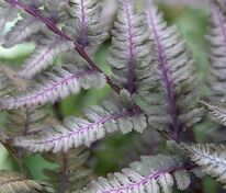 Кочедыжник ниппонский Ред Бьюти (Athyrium niponicum 'Red Beauty')