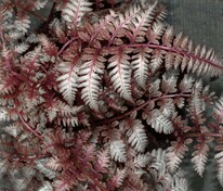 Кочедыжник ниппонский Урсулас Ред (Athyrium niponicum 'Ursula's Red')