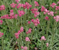 Кошачья лапка двудомная Розеа (Antennaria dioica 'Rosea')